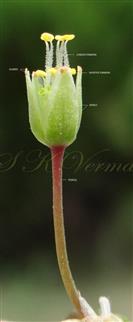  Flower (Lateral view)